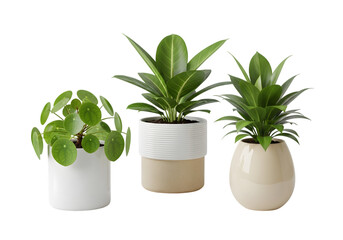 Isolated potted plants , Collection of various houseplants displayed in ceramic pots with transparent background. Potted exotic house plants on white shelf against white wall