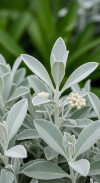Close-up of silken leaves and bud-like flowers on a curious silverleaf