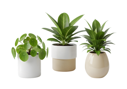 Isolated potted plants , Collection of various houseplants displayed in ceramic pots with transparent background. Potted exotic house plants on white shelf against white wall