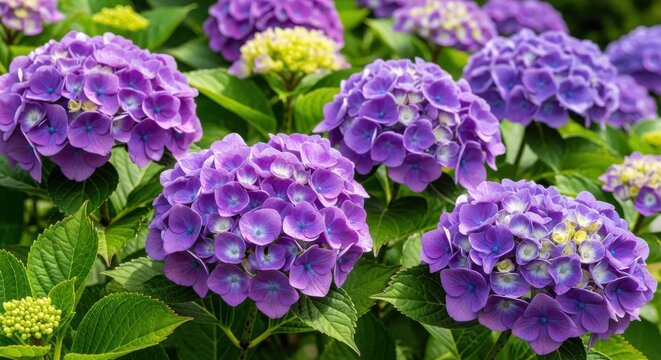 Captivating blooms: a lush display of purple hydrangeas in full splendor - Powered by Adobe