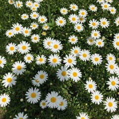 Fototapeta premium Field of Vibrant Daisies on a Sunny Day Offering Serene Beauty