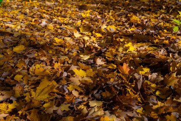 Colorful fall leaf lying on forest soil during autumn season