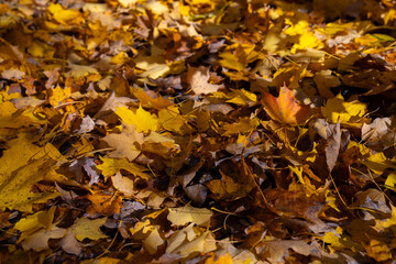 Colorful fall leaf lying on forest soil during autumn season