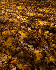 Colorful fall leaf lying on forest soil during autumn season
