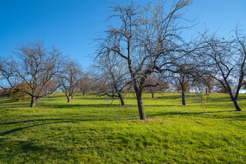 Fototapeta premium dry tree in the green grassland field