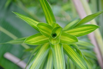 This striking, high-angle image captures the central growth point of a vibrant, variegated Dracaena plant, possibly Dracaena reflexa 'Song of India' or a similar species.