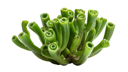 Succulent plant displays unique green tubular leaves against a black backdrop showcasing its botanical beauty and unusual growth pattern