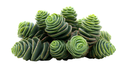 Closeup showcases the spiral arrangement of Buddha's Temple plant leaves highlighting its unique texture and geometric pattern against black