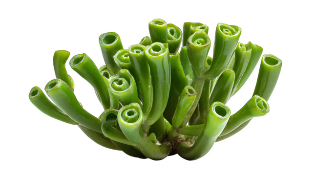 Succulent plant displays unique green tubular leaves against a black backdrop showcasing its botanical beauty and unusual growth pattern