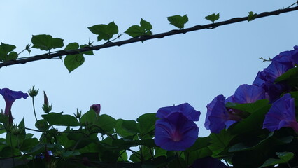 美しいアサガオの花