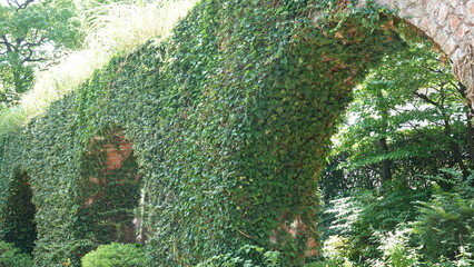 レンガの壁を這う蔦