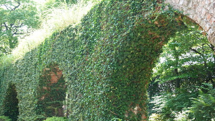 レンガの壁を這う蔦