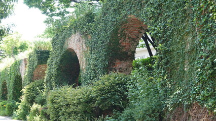 レンガの壁を這う蔦