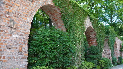 レンガの壁を這う蔦