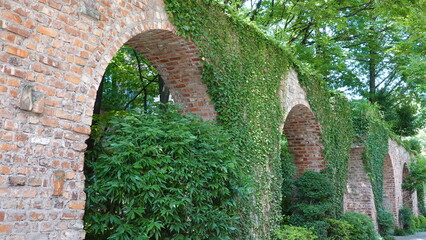 レンガの壁を這う蔦