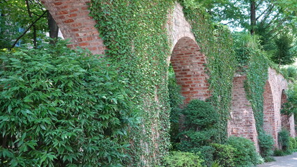 レンガの壁を這う蔦