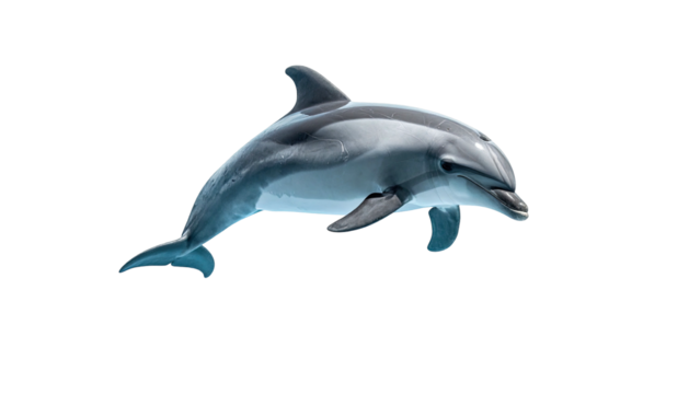 A sleek, gray dolphin gracefully swims against a stark black background