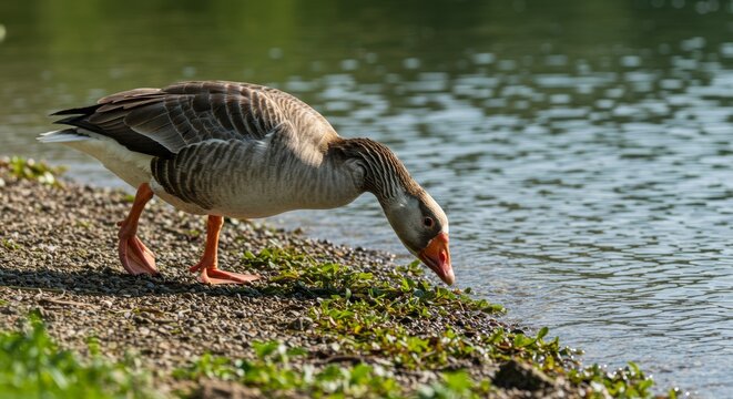 Greylag Goose Reaching for a Drink on the Lakeside Shore on a Sunny Day