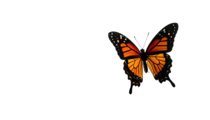 Vibrant Monarch butterfly with orange and black wings against a black background