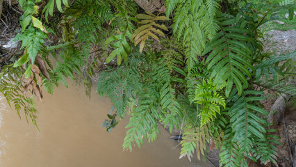 Lush green vegetation of the rain forest. The leaves of ferns and green tropical jungle plants hang over the river water. Close-up. View from above. Malaysia. Borneo.