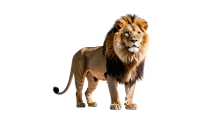 Regal lion stands proudly, facing forward against a stark black background