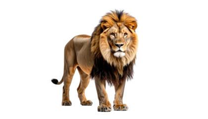 Majestic lion with a golden mane stands confidently against a black background