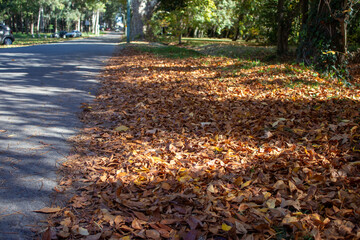 Otoño en las hojas y en las calles