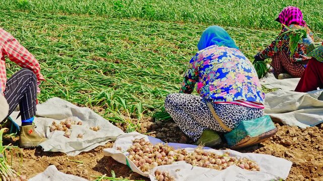 Farmers harvesting single-clove garlic outdoors in the countryside