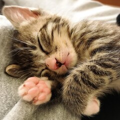 膝で眠る子猫（キジトラ）｜明るいリビングでくつろぐかわいい子猫の癒しイメージ