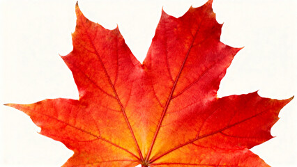 Red maple leaf against white background