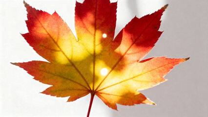 Autumn leaf with vibrant colors