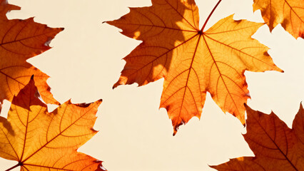 Autumn leaves in sunlight