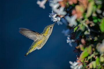 Anna’s Hummingbird Hovering Beside Blooming White and Pink Flowers