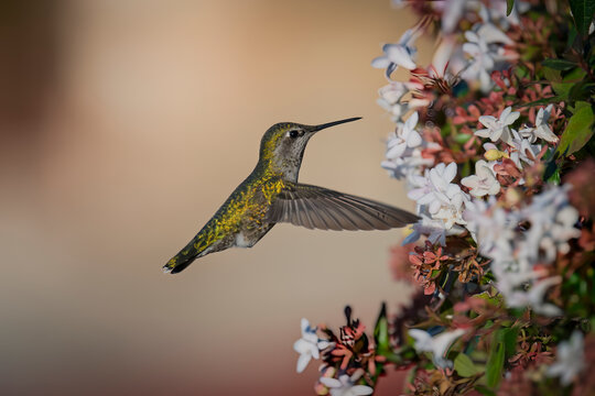 Anna&rsquo;s Hummingbird Hovering Beside Blooming White and Pink Flowers