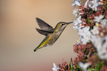 Anna’s Hummingbird Hovering Beside Blooming White and Pink Flowers
