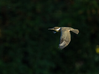 Belted Kingfisher in Flight over Dark Background