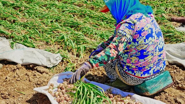 Farmers harvesting single-clove garlic outdoors in the countryside