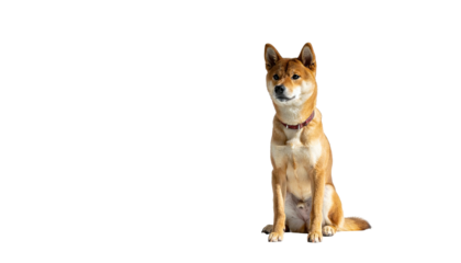 A tan and white dog with pointy ears sits, looking slightly to the side
