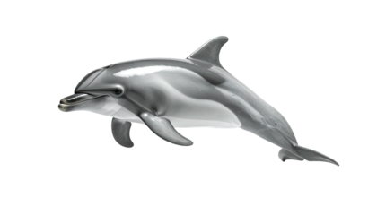 A realistic grayscale rendering of a dolphin swimming. Transparent background
