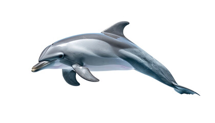 Fototapeta premium A leaping dolphin, its sleek body shimmering against a stark black backdrop