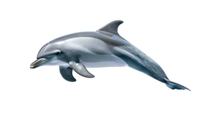 A leaping dolphin, its sleek body shimmering against a stark black backdrop