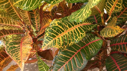 The fresh colorful texture pattern of Codiaeum variegatum leaves. Also known as croton or variegated croton, puring, puding or kroto. Natural background.