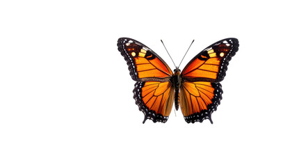 A vibrant orange and black butterfly with open wings against a stark black backdrop