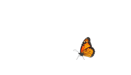 A vibrant orange and black butterfly isolated against a stark black background