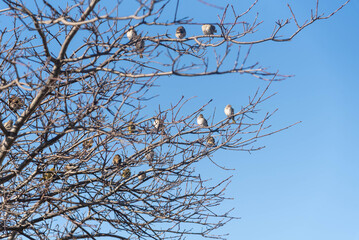 Birds Perched on Tree Branches.