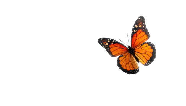 Vibrant orange and black butterfly against a deep black background, centered