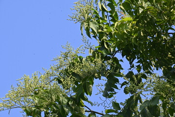 Lagrezia flowers. It is a genus of flowering plants in the family Amaranthaceae. Its native range is southern Mexico and the western Indian Ocean.