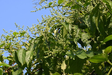 Lagrezia flowers. It is a genus of flowering plants in the family Amaranthaceae. Its native range is southern Mexico and the western Indian Ocean.