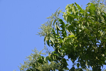 Lagrezia flowers. It is a genus of flowering plants in the family Amaranthaceae. Its native range is southern Mexico and the western Indian Ocean.