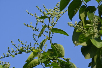 Lagrezia flowers. It is a genus of flowering plants in the family Amaranthaceae. Its native range is southern Mexico and the western Indian Ocean.